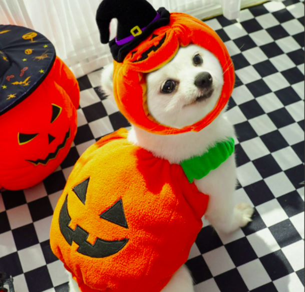 Cute pumpkin shape Halloween costume for dog, pet holiday outfit with witch hat, viral pet apparel for Yoofar dropshipping